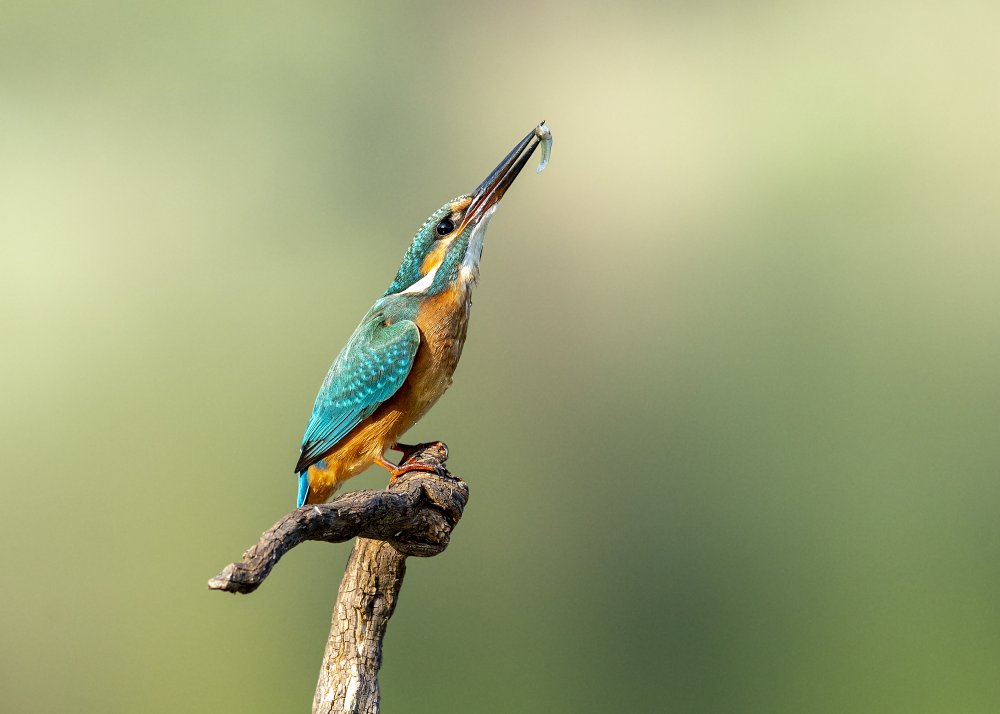 Beautiful kingfisher à Eyal Amer