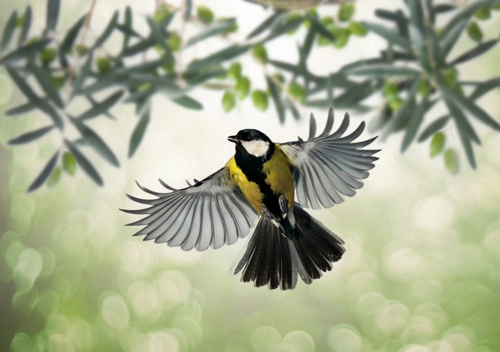 Great Tit flies at olive grove à Eyal Bar Or