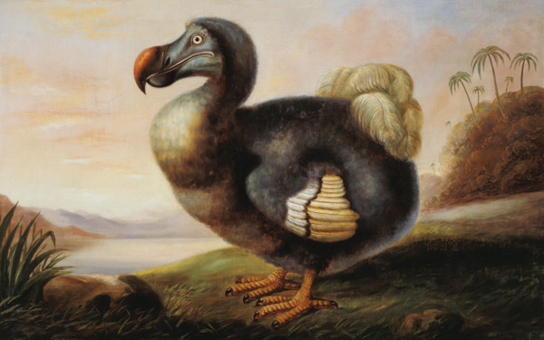 Study of a Dodo à F Hart