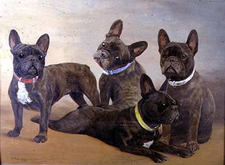 Four French Bulldogs (panel) à F. Mabel Hollams