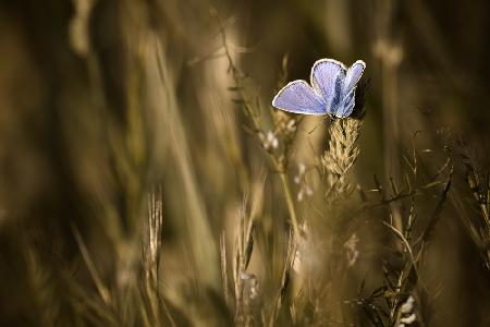 Happiness is in the meadow