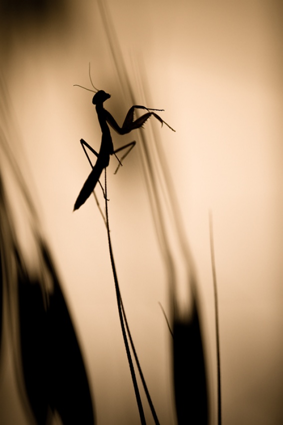 The Harpist à Fabien Bravin