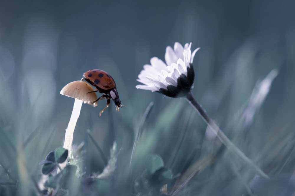 The story of the lady bug that tries to convice the mushroom to have a date with the beautiful daisy à Fabien Bravin