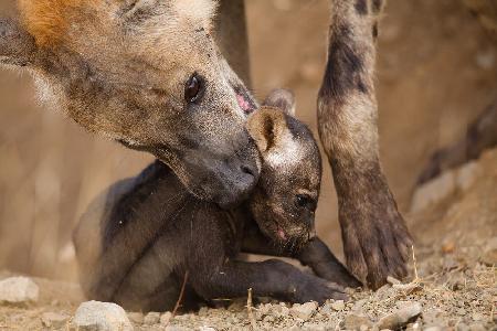 Maternal intake