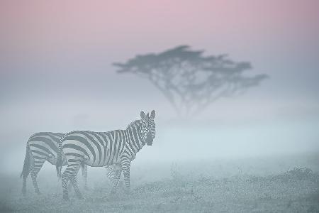 African fog