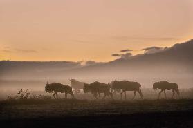 Early morning in Serengeti