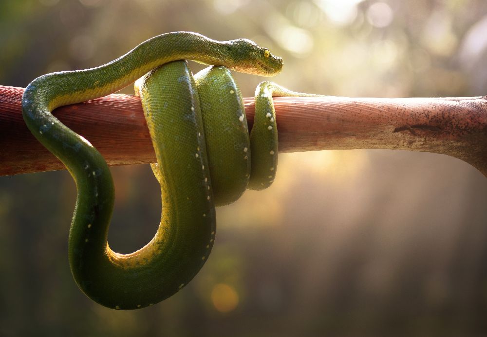 Tree Snake à Fahmi Bhs