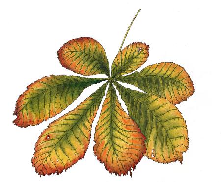 Horse Chestnut leaf