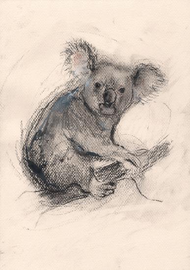 Koala