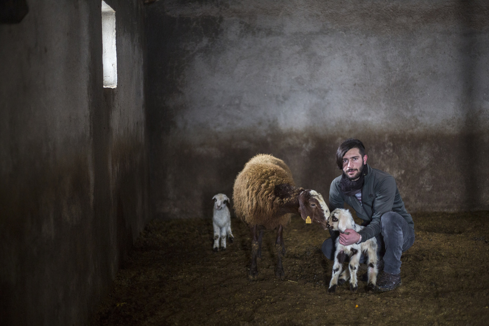 lambs à Fatma Demir