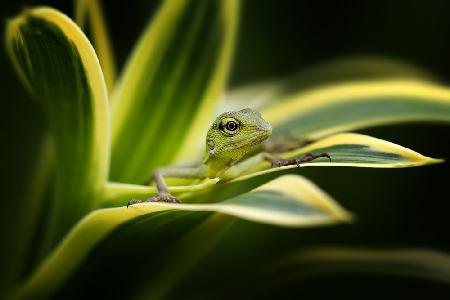 Bunglon - Little Green Lizard