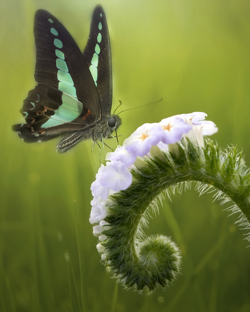 The Butterfly and The Flowers à Fauzan Maududdin