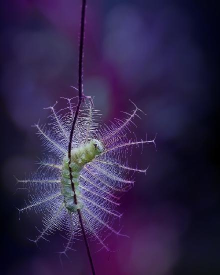 The Beauty of Caterpillar