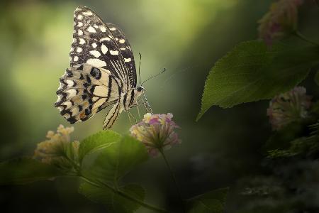 Painted Lady Butterfly On Beautiful Scene