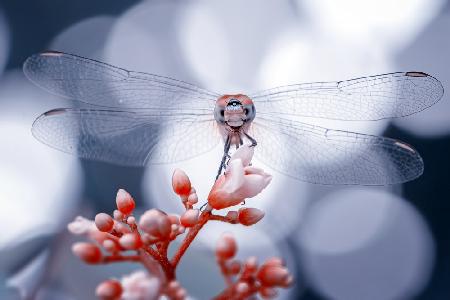 Frontal Smiling Dragonfly