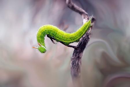 Curving Caterpillar