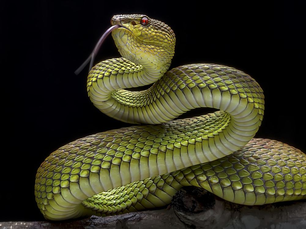Golden Venomous Viper Snake à Fauzan Maududdin
