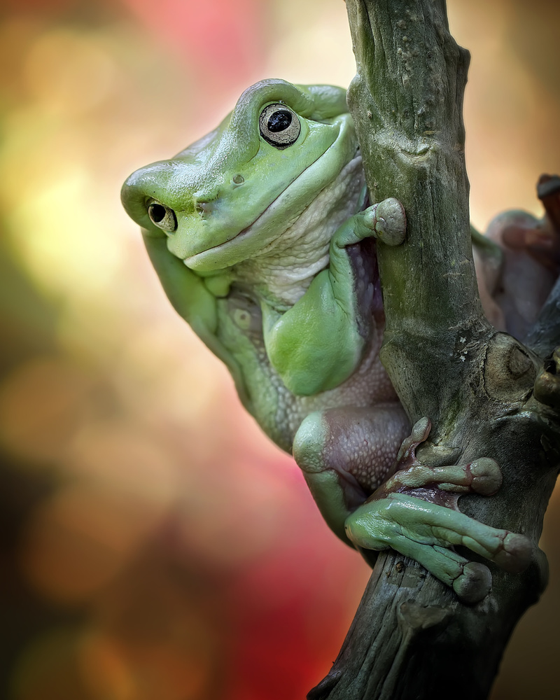 Big Fat Cute Tree Frog à Fauzan Maududdin