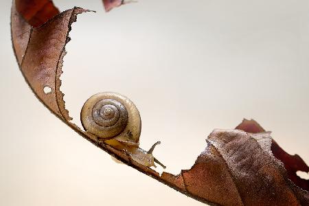 Curve Slide Snail