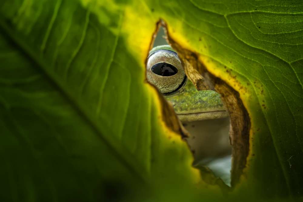 Peeking Frog à Fauzan Maududdin