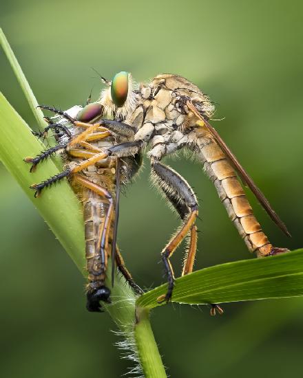 Predators On Close Encounter