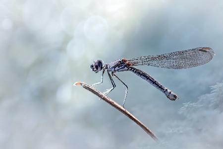 Daylight Damselfly