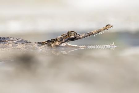 Angry Sinyulong Croc