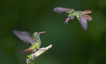 Hummingbirds