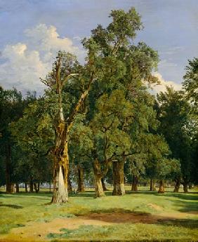 Elm trees in Prater