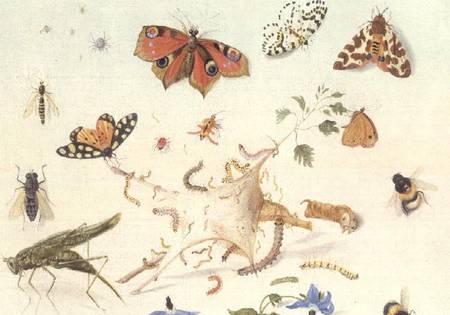 Study of Insects, Flowers and Fruits à Ferdinand van Kessel