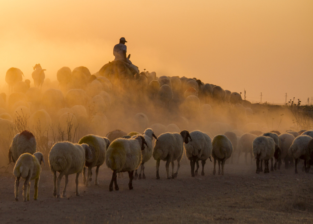 Herd and shepherd à feyzullah tunc