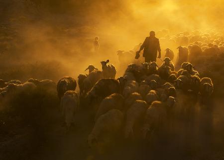 Herd and shepherd