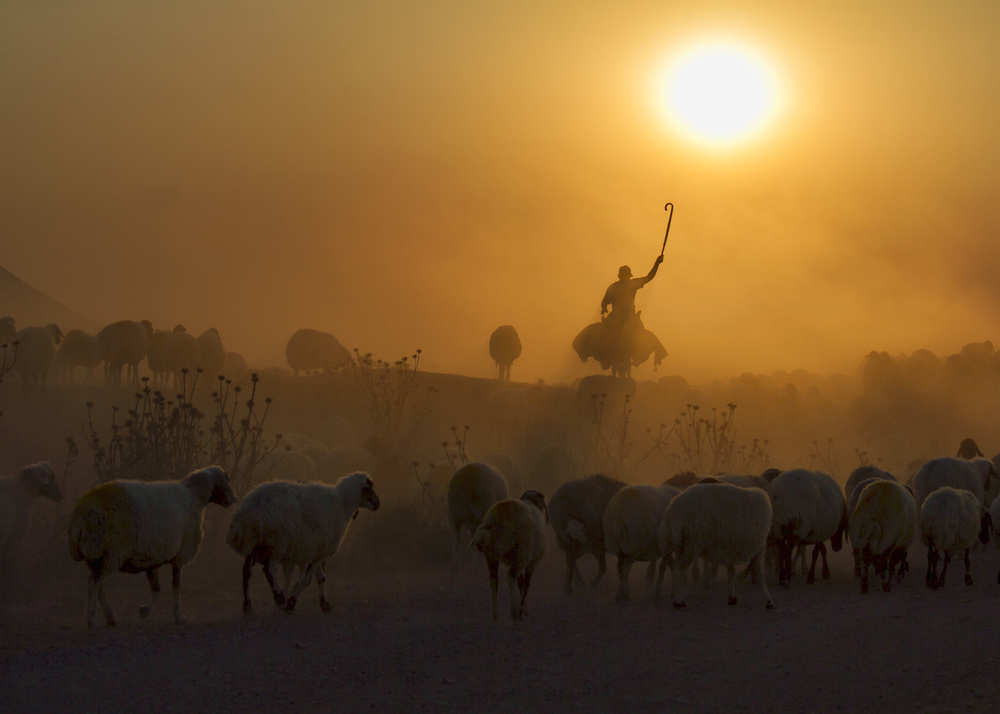 shepherd à feyzullah tunc