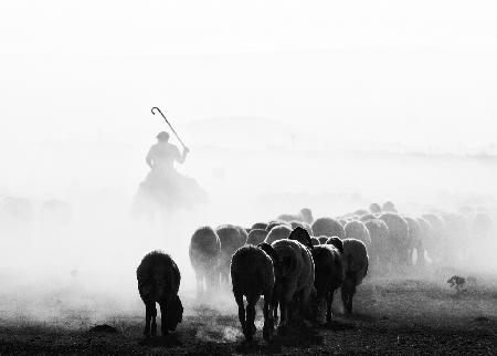 black and white sheep flock