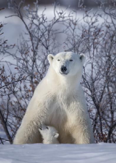 Mama, where is the milk....