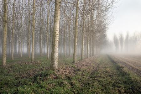 POPLARS IN THE MIST