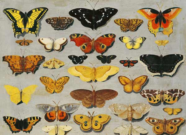 Butterflies à École flamande