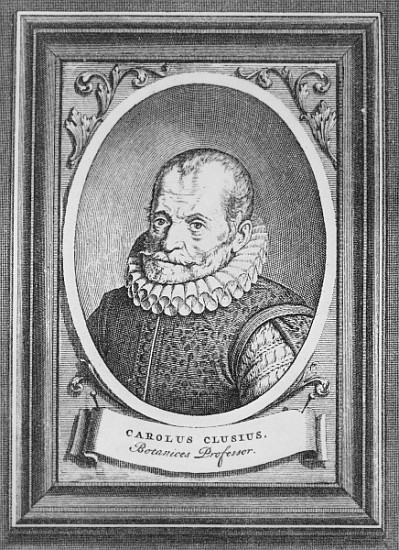 Carolus Clusius à École flamande