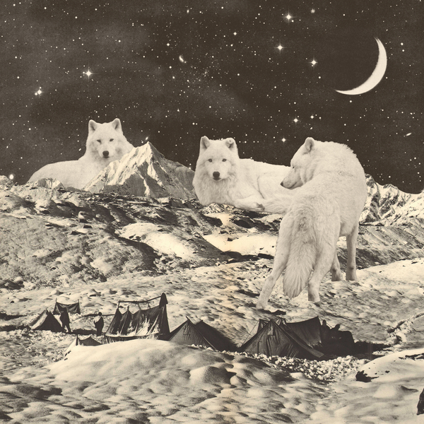 Three Giant White Wolves on Mountains à Florent Bodart