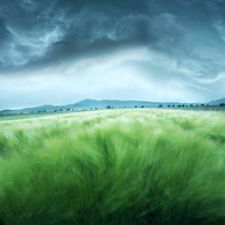 Barley Field à Floriana Barbu