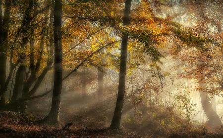 The lights of the forest