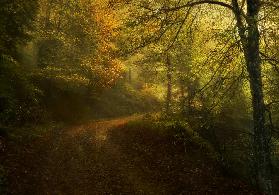 Way in autumn