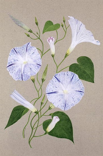 Convolvulus Cneorum  à Frances  Buckland