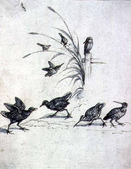 Kingfishers, Curlew and other Birds à Francis Barlow