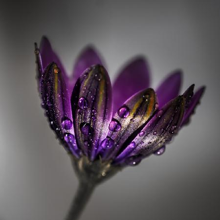 Broad-Leaved Anemone
