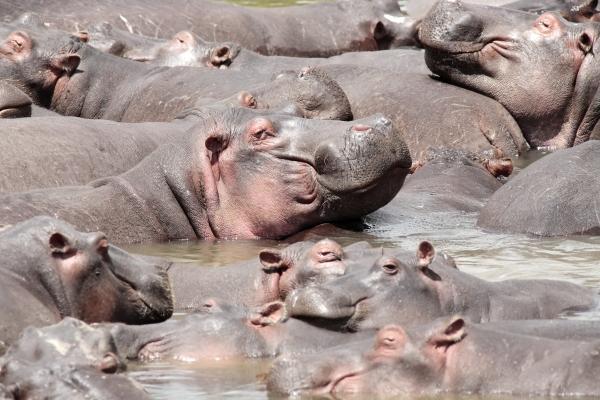 happy Hippopotamus à Franck Camhi