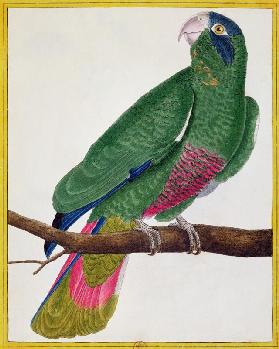 Parrot, from 'Histoire Naturelle des Oiseaux' by Georges de Buffon (1707-88) published 1777 (coloure