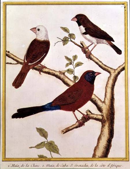 White-headed Munia, Double Coloured Seed Eater and Violet Eared Waxbill à Francois Nicolas Martinet