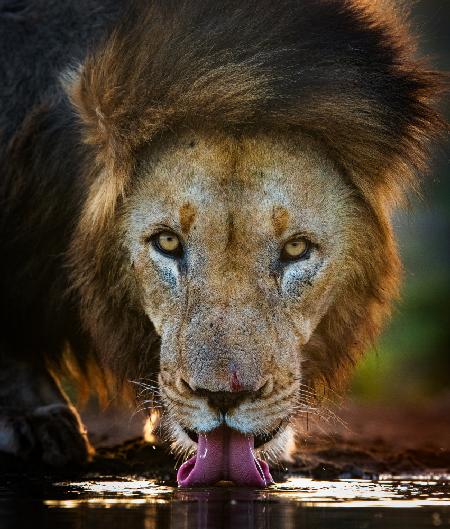 Backlight lion