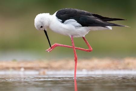 Black winged stilt manicure